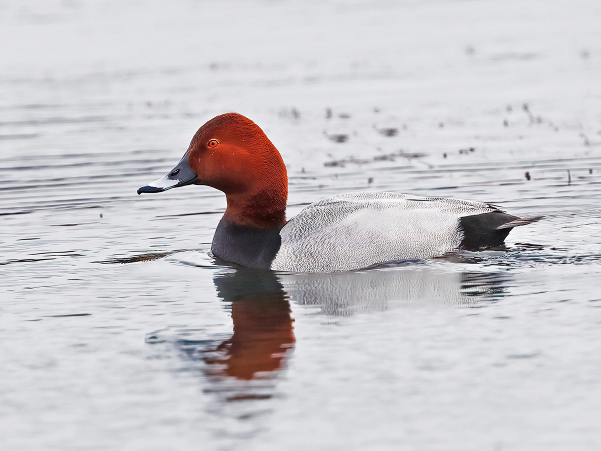 Pochard Drake - Peter Bagnall